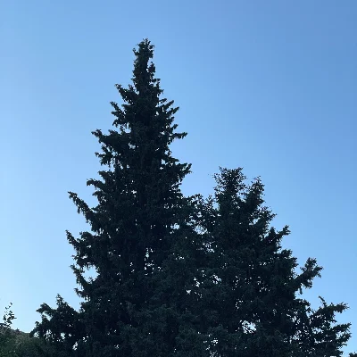 Bigboos