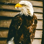 bazyani