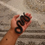 1hawa