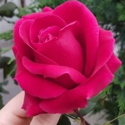 esmahelhawlery618gmailcom