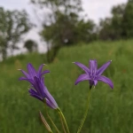 kurdi10