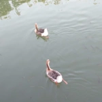 rozhin050gmailcom