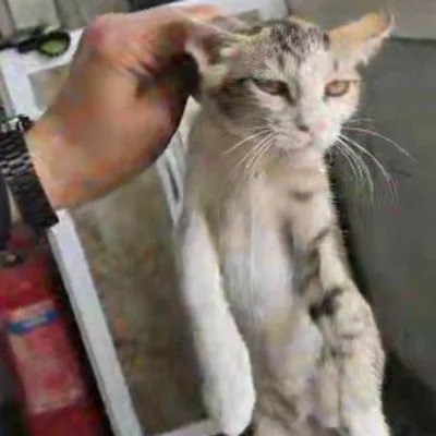 mawa