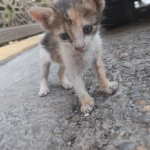 lawiardalan