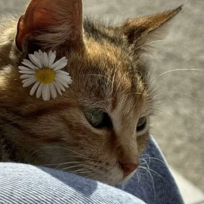 Mervee