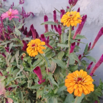 kurarwandzi
