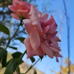 bilalabdulla1