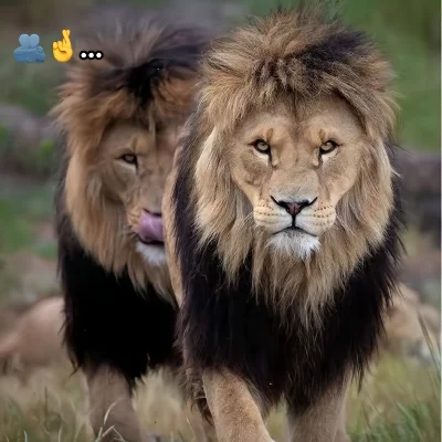 7ama_king21