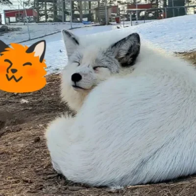 Sakuraemad