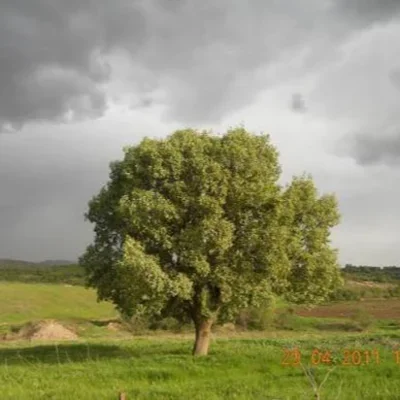 khoshnaw1