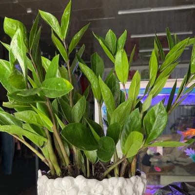Zanals