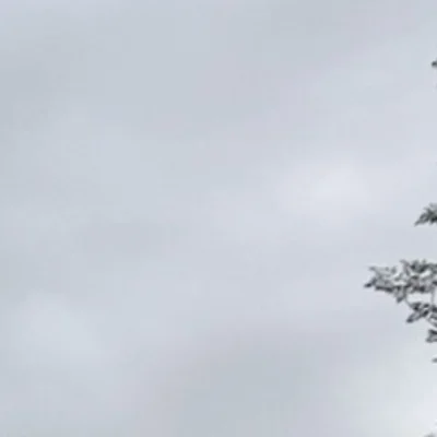 Mailygull