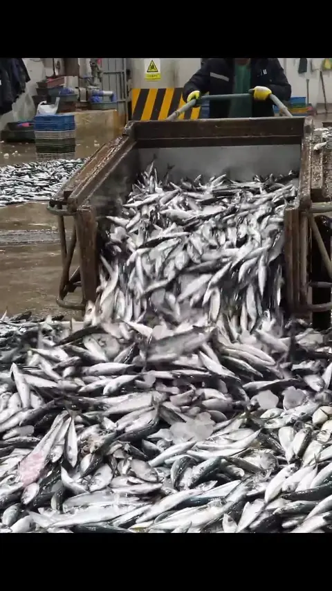 Overwhelming scene! Mackerel processing site in Korea _ food factory #[13]