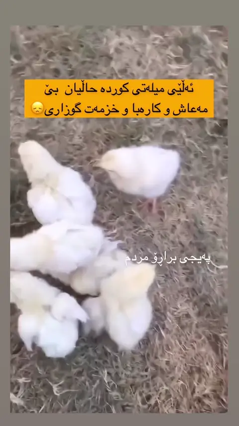 براڕۆ مدم -- - میاو--(HD)