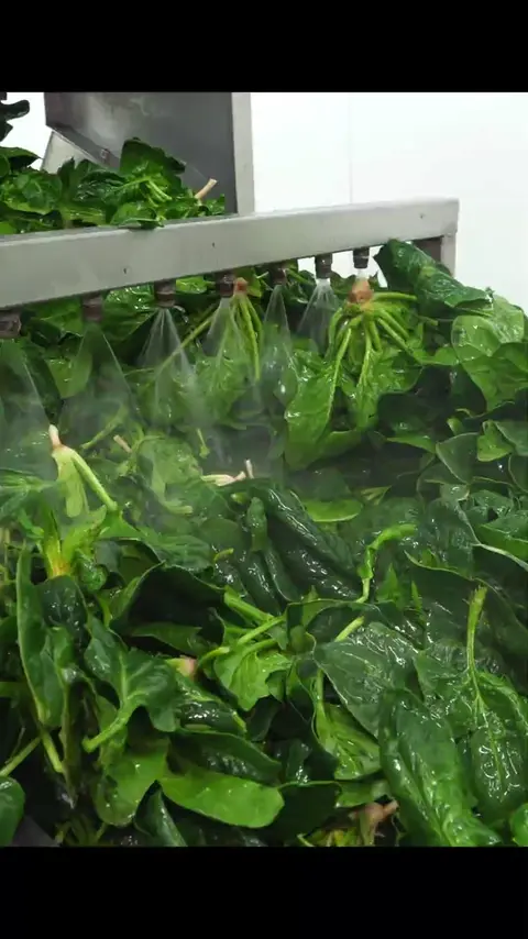 Delicious bibimbap factory made in a clean highland farm #[13]