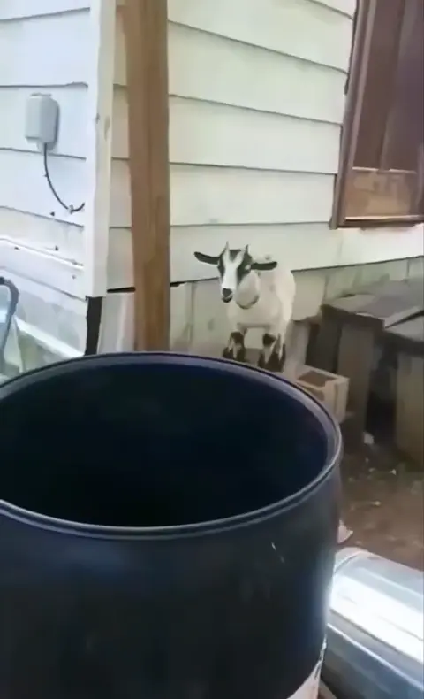 ???