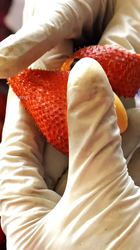 Mysterious Snake-Scale Shaped Fruit ''Salak'' Cutting Skills  - Thai Street Food