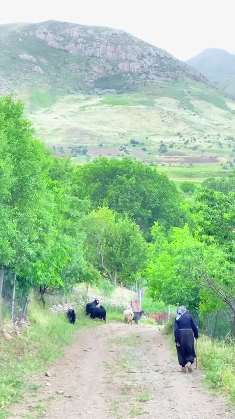 ئیمامے غەزالے جوانے فەرمووە -  ئەوەی ئێمە لە دوونیادا شەڕی لەسەر دەکەین مردووەکان لەناو گۆڕدا لێے