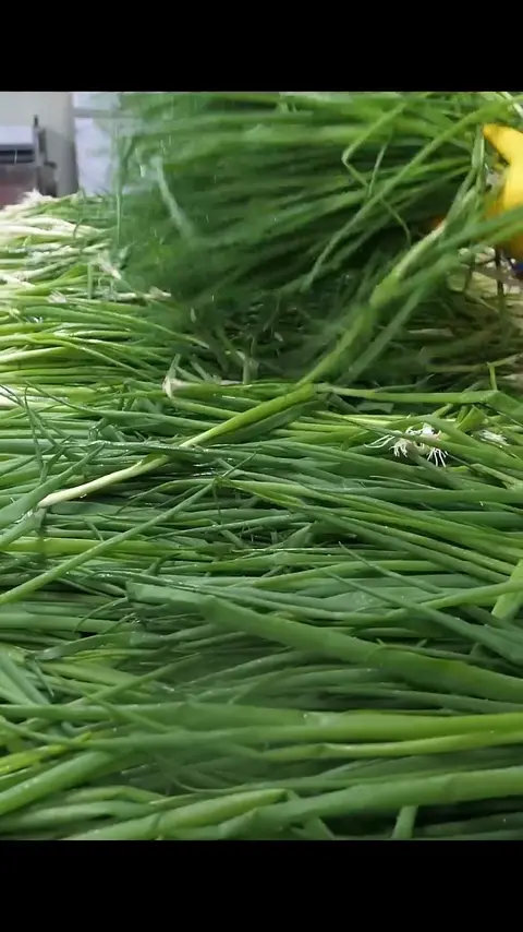 Korean food! Mass production factory of green onion root kimchi #[13]