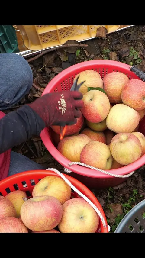Amazing! Mass production process of harvesting and washing apples _ korean apple factory #[13]