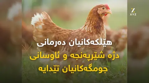 جۆرێک لە مریشک دەرمانی دژە شێرپەنجە دروستدەکات