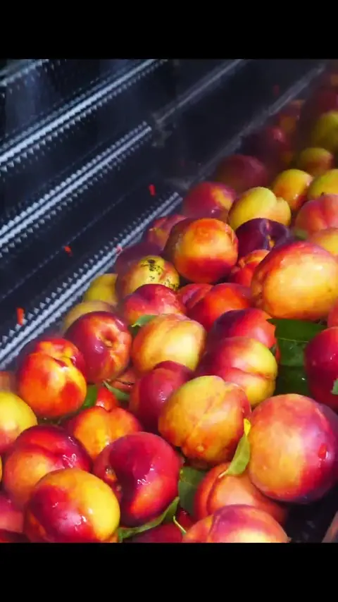 30,000 bottles per month_ large scale canned peaches on natural farms #[13]