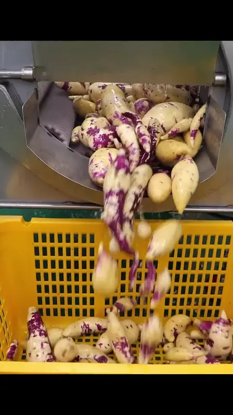Mass production of Korean street food! Sweet Potato Sundae (Blood Sausage) #[13]