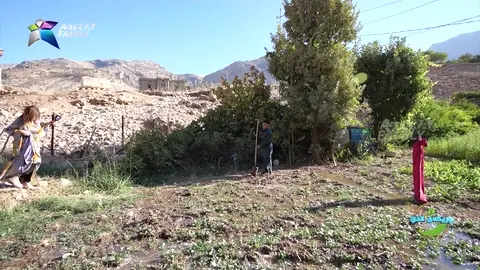 له‌باخچه‌كه‌ی خۆی چه‌ندین سه‌وزه‌ و میوه‌ی چاندووه‌، جگه‌ له‌وانه‌ كونجیشی چاندوه‌.
