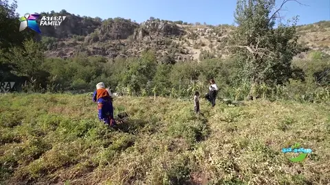 باسی لێكردنه‌وه‌ی ته‌ماته‌ و بامیه‌ و باینجان ده‌كات.