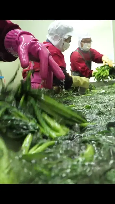 Another best korean kimchi_! unique mustard kimchi factory #[13]