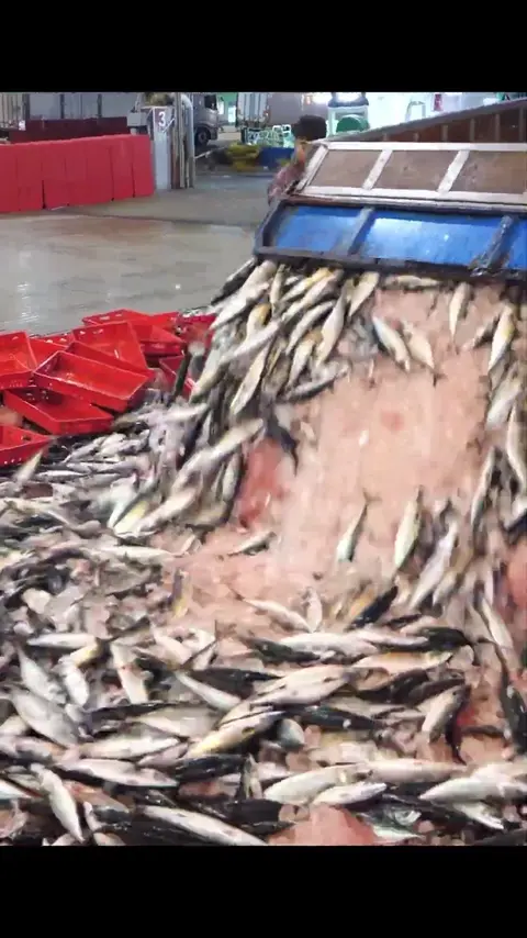 Amazing! Korean largest fish market and boneless mackerel factory #[13]