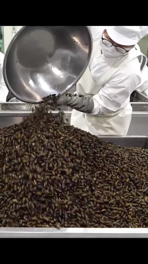 Amazing dexterity! Korean snail soup mass production factory #[13]