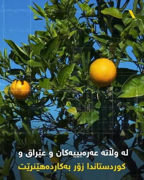 نارنج، گەڵاو بەر و توێکڵەکەشی بەسوودە