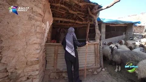 باسی ئاژه‌ڵداری دووانه‌ ده‌كات، ژیانی هاوژینی خۆشی ده‌كات.
