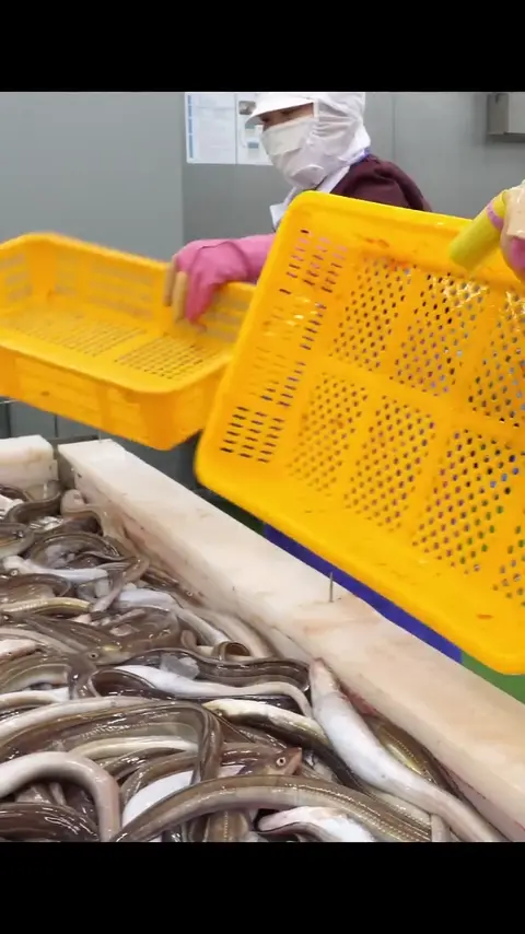 A rare sight_ Amazing grilled eel factory #[13]