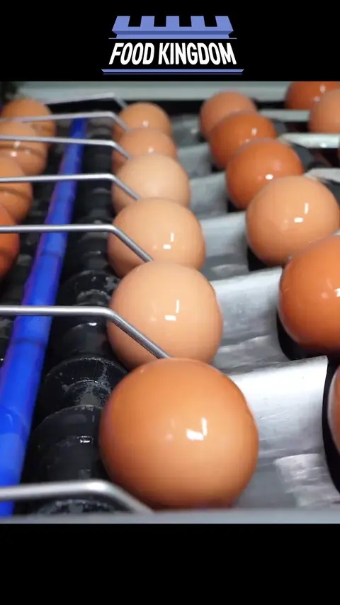 amazing korean egg harvesting & processing factory! #[13]