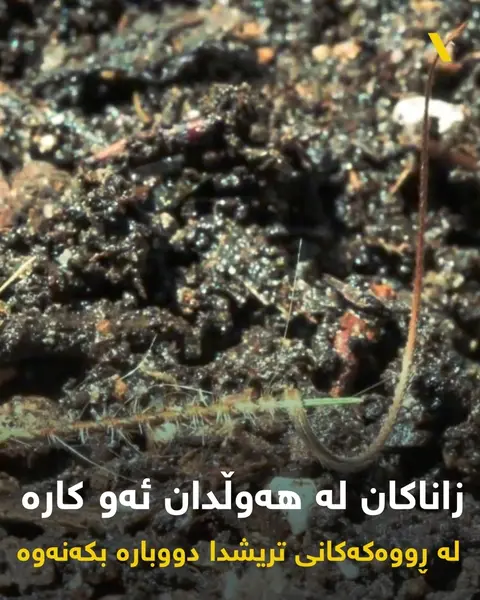 تۆوه‌ خۆرسكه‌كان…په‌رجووه‌ خوداییه‌كان