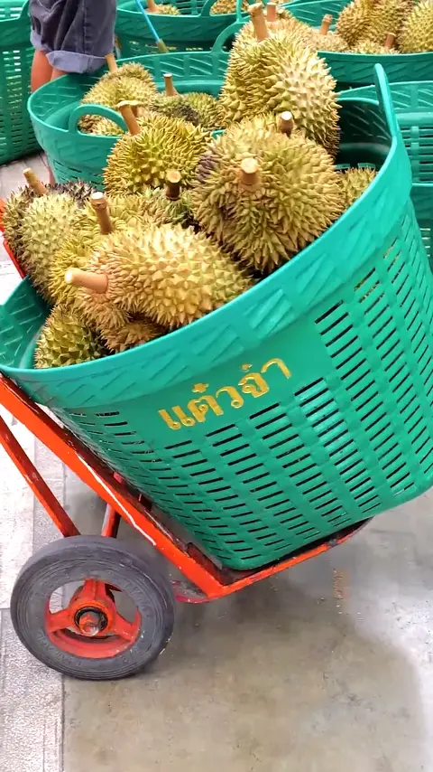 Amazing Grade A Durian Cutting Skills - Fruit Cutting Skills