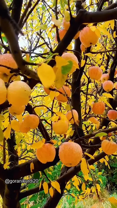 kurd music (80)