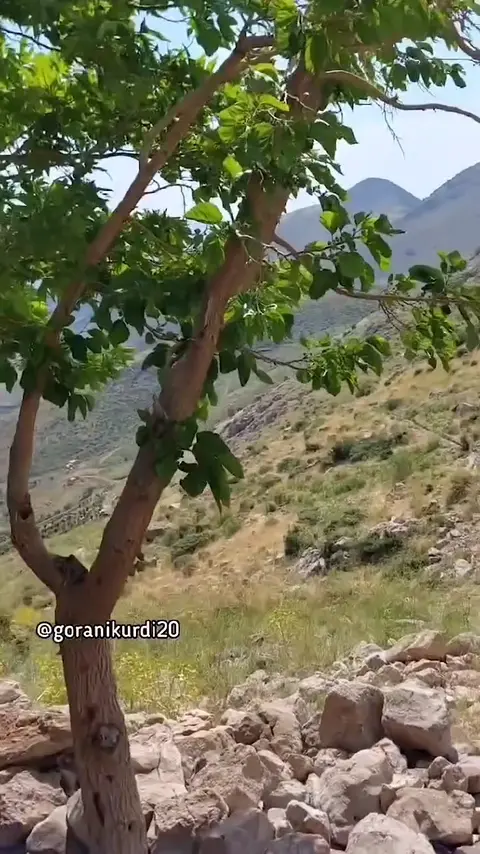 kurd music (155)