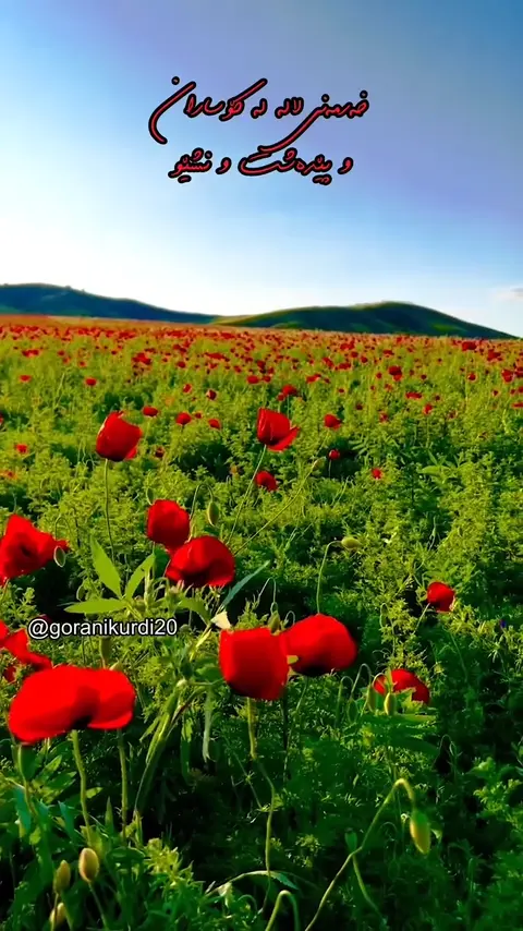 kurd music (113)