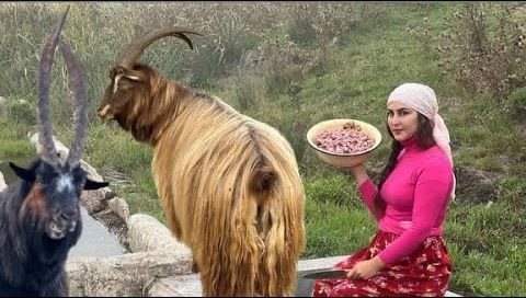 ⁣The women of the mountains are cooking bread and food Chaghratma with chicken hearts!