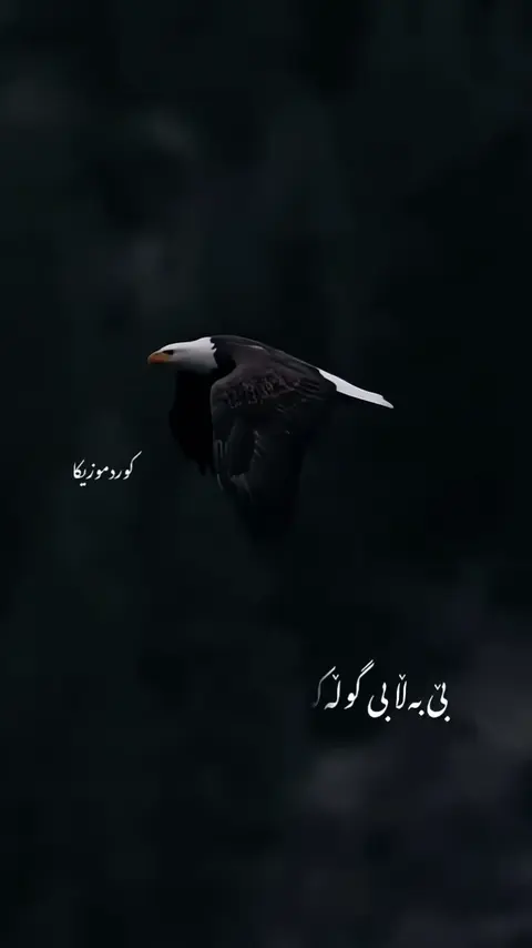 kurdmusic (190)