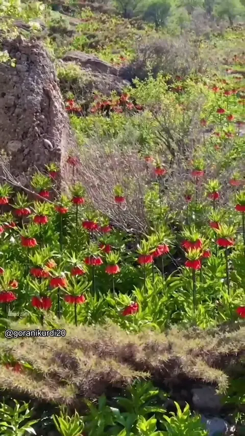 kurd music (145)