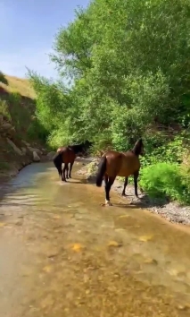 #kurdistan