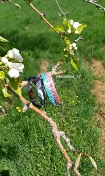 شەرڤانۆ ، شازترین و جوانترین دەستبەندی هەوری و جامانە کوردی لە لای ئێمە بەردەستە #خۆشترین #گۆرانی