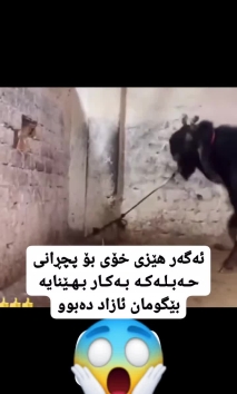 بنکۆڵ BNKOL on Reels (57)
