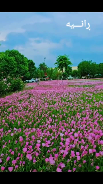 یەکێک لە باخچە جوانەکانی ڕانیە .????