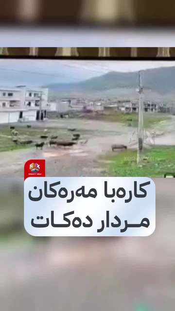 کەمێک پێش ئێستا ستوونێکی کارەبا لە ڕانیە بارگاوی دەبێت و بەهۆیەوە چەندین سەر مەڕ مردار دەبن