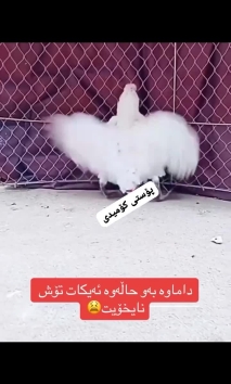 بۆ پێکەنین